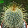 Mammillaria _dixanthocentron_ 02